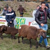 Schafausstellung Braunes Tiroler Bergschaf Tirol (24)